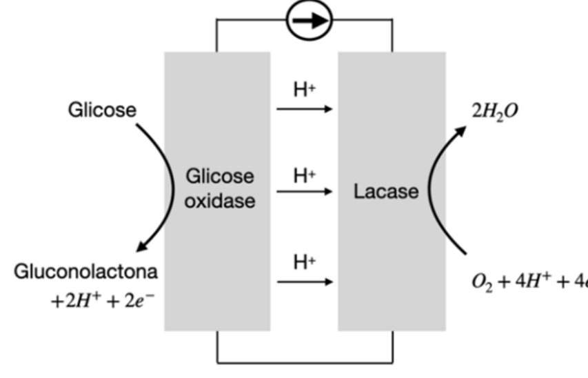 Esquema de célula eletroquímica: à esquerda, o eletrodo com a enzima glicose oxidase catalisa a reação de glicose formando gluconolactona + 2H⁺ + 2e⁻; íons H⁺ migram para o eletrodo da direita, onde a enzima lacase catalisa a reação de O₂ + 4H⁺ + 4e⁻ formando 2 H₂O. No circuito externo superior há um medidor de corrente com seta para a direita.