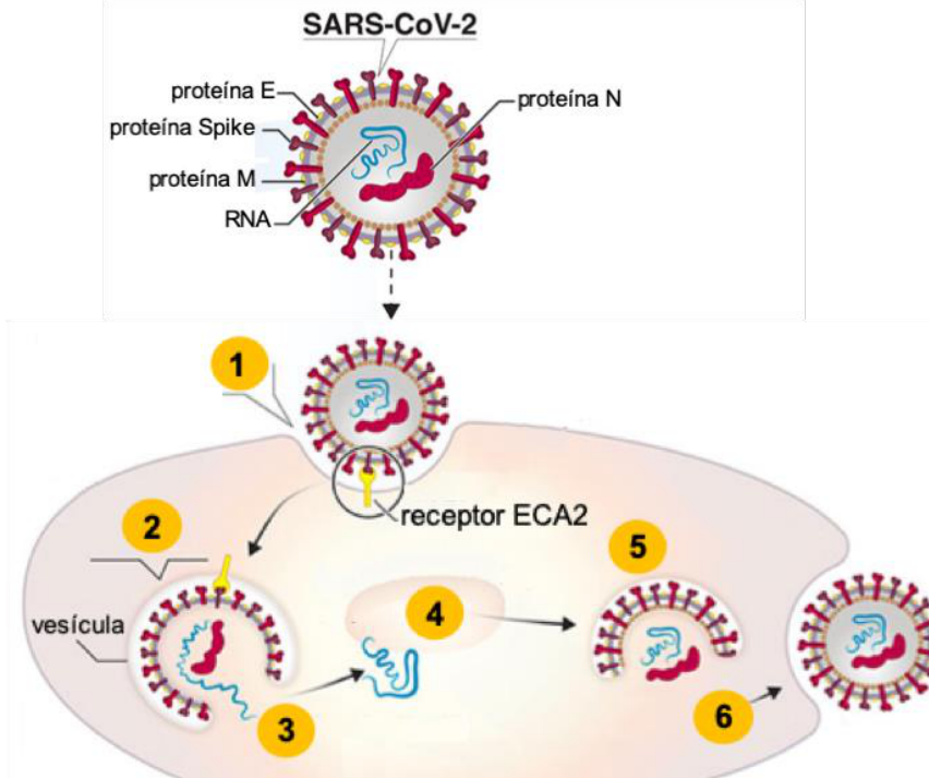 Esquema da estrutura do SARS-CoV-2 destacando a proteína E, proteína Spike, proteína M, RNA e proteína N, seguido pela representação de seu ciclo de infecção e replicação na célula hospedeira numerado de 1 a 6.
