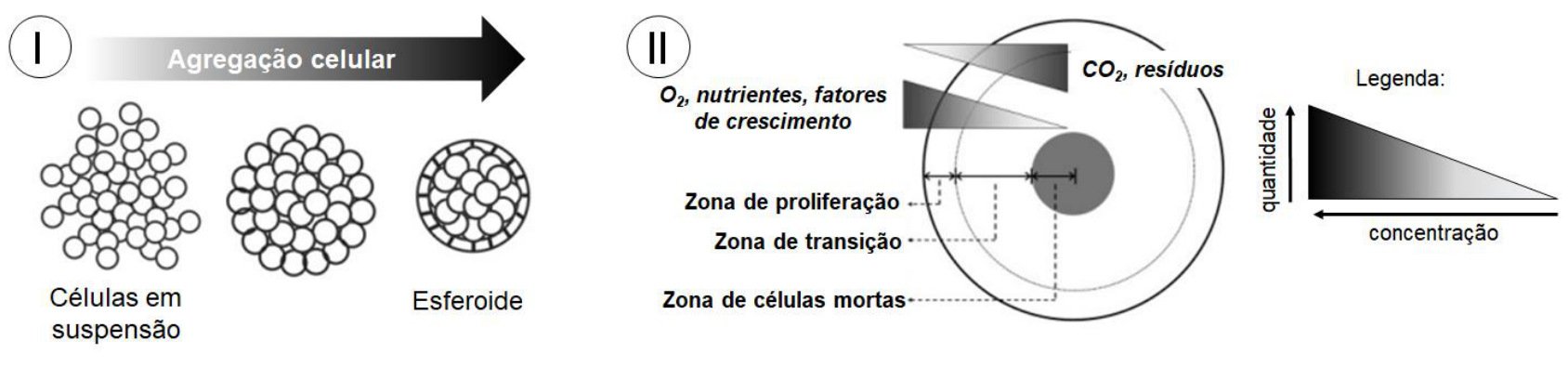 Esquema representando a agregação celular (I) a partir de células em suspensão até a formação de um esferoide, e corte esquemático em 2D de um esferoide (II) dividido em camadas concêntricas: zona de proliferação mais externa, zona de transição intermediária e zona de células mortas ao centro. Na periferia há maior concentração de O2, nutrientes e fatores de crescimento, e em direção ao centro há maior acúmulo de CO2 e resíduos. Uma legenda indica o gradiente de quantidade e concentração.