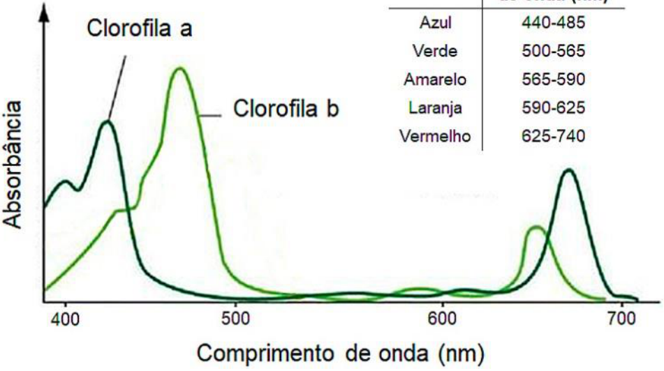 Gráfico de absorbância em função do comprimento de onda (nm), com marcações em 400, 500, 600 e 700 no eixo horizontal e sem valores numéricos no eixo vertical. A curva verde-escura, identificada como Clorofila a, apresenta picos próximos de 420 e 675 nm. A curva verde-clara, identificada como Clorofila b, apresenta picos próximos de 470 e 650 nm. Ambas apresentam baixa absorbância na região intermediária do espectro.