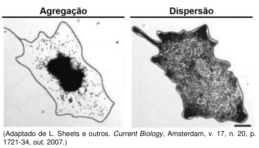 Duas micrografias comparando o padrão de pigmentação em cromatóforos: à esquerda, sob o título "Agregação", os grânulos de pigmento encontram-se concentrados no centro da célula; à direita, sob o título "Dispersão", os grânulos aparecem distribuídos de maneira difusa por todo o citoplasma celular.