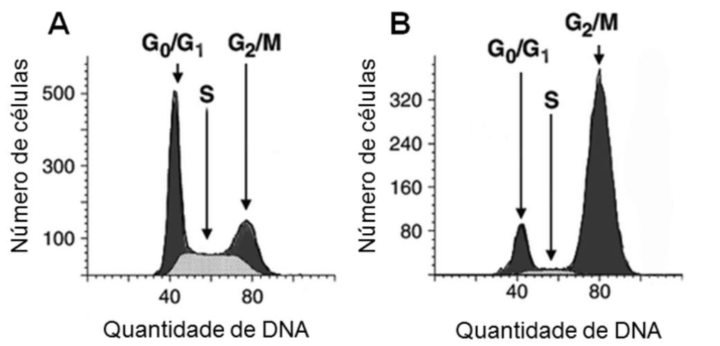 Dois gráficos de linha/área mostrando o número de células em função da quantidade de DNA. O painel A (controle) apresenta um pico elevado próximo a 40 (fase G0/G1) e um pico menor em 80 (fase G2/M), com a fase S entre eles. O painel B (com nocodazol) apresenta um pico reduzido em 40 (G0/G1) e um pico bastante acentuado em 80 (G2/M).