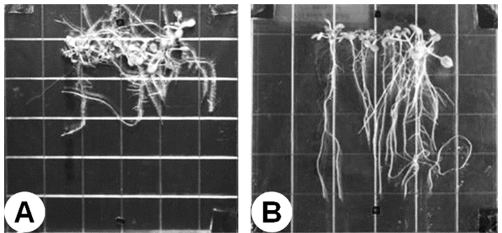 Fotografias A e B mostram plantas cultivadas sobre placas quadriculadas transparentes; na imagem A, as raízes crescem de forma desordenada e emaranhada, enquanto na imagem B, as raízes crescem alinhadas verticalmente para baixo.