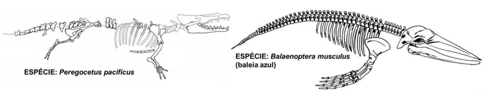 Esqueletos de Peregocetus pacificus, com membros anteriores e posteriores evidentes, e Balaenoptera musculus (baleia azul), com membros anteriores transformados em nadadeiras e ausência de membros posteriores locomotores.