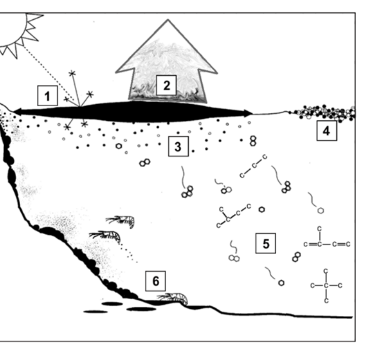 Ilustração dos processos de interação de uma mancha de petróleo na superfície do oceano e no ambiente marinho com seis processos numerados: 1 (raios solares incidindo sobre a mancha com reflexão e espalhamento da luz), 2 (uma grande seta ascendente sobre a mancha com vapores), 3 (gotículas e dispersão na coluna d'água sob a mancha), 4 (formação de gotículas/bolhas agregadas nas bordas da mancha), 5 (estruturas moleculares e cadeias de carbono dispersas na coluna d'água sofrendo degradação) e 6 (acúmulo e sedimentação do óleo no fundo do mar, próximo a sedimentos e animais bentônicos).