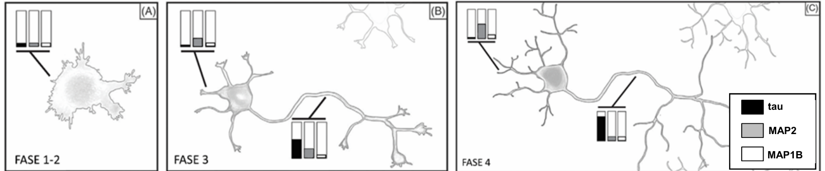 Ilustração em três painéis, (A), (B) e (C), mostrando etapas da diferenciação de um neurônio. No painel A (FASE 1-2), a célula precursora neural possui corpo celular arredondado com projeções tipo lamelipódio e pequenos neuritos, acompanhada de um gráfico com três barras indicando níveis muito baixos de tau (preto), MAP2 (cinza) e MAP1B (branco). No painel B (FASE 3), o neurônio apresenta polaridade, com axônio alongado e neuritos; o gráfico nos neuritos mostra predomínio relativo de MAP2 e o gráfico no axônio mostra nível mais elevado de tau. No painel C (FASE 4), o neurônio maduro possui dendritos ramificados com gráfico indicando maior quantidade de MAP2, e axônio ramificado com gráfico indicando predomínio marcante de tau. No canto inferior direito há uma legenda de preenchimento para as barras: tau (preto), MAP2 (cinza) e MAP1B (branco).