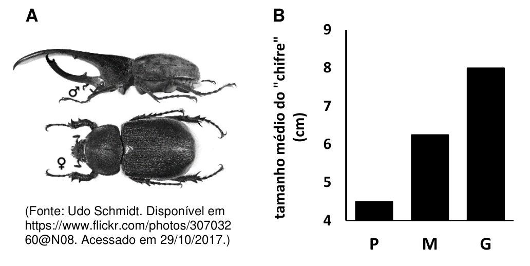 Figura A: fotografias com dimorfismo sexual do besouro Dynastes hercules, mostrando o macho com longas projeções semelhantes a chifres e a fêmea sem chifres. Figura B: gráfico de barras do tamanho médio do "chifre" em centímetros para os tipos de macho P (cerca de 4,5 cm), M (cerca de 6,2 cm) e G (8,0 cm).