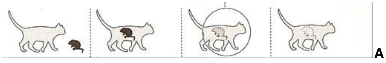 Sequência de quatro etapas representando a interação A: um gato come um rato, que é gradativamente digerido no interior do seu organismo até desaparecer.