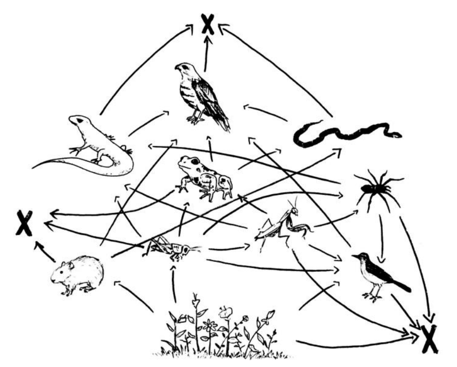 Esquema de uma teia alimentar mostrando diversos seres vivos (plantas na base, gafanhoto, roedor, sapo, lagarto, louva-a-deus, aranha, pássaro, serpente e gavião) conectados por setas direcionais, além de setas partindo de vários organismos e convergindo para a letra "X" disposta em diferentes pontos periféricos.