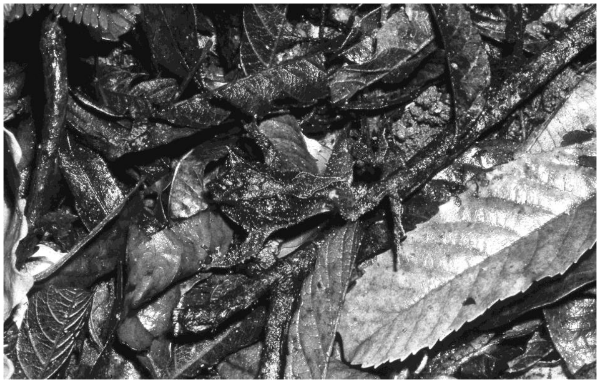 Fotografia em preto e branco de um "sapo de chifre" camuflado entre galhos e folhas caídas no chão da mata.