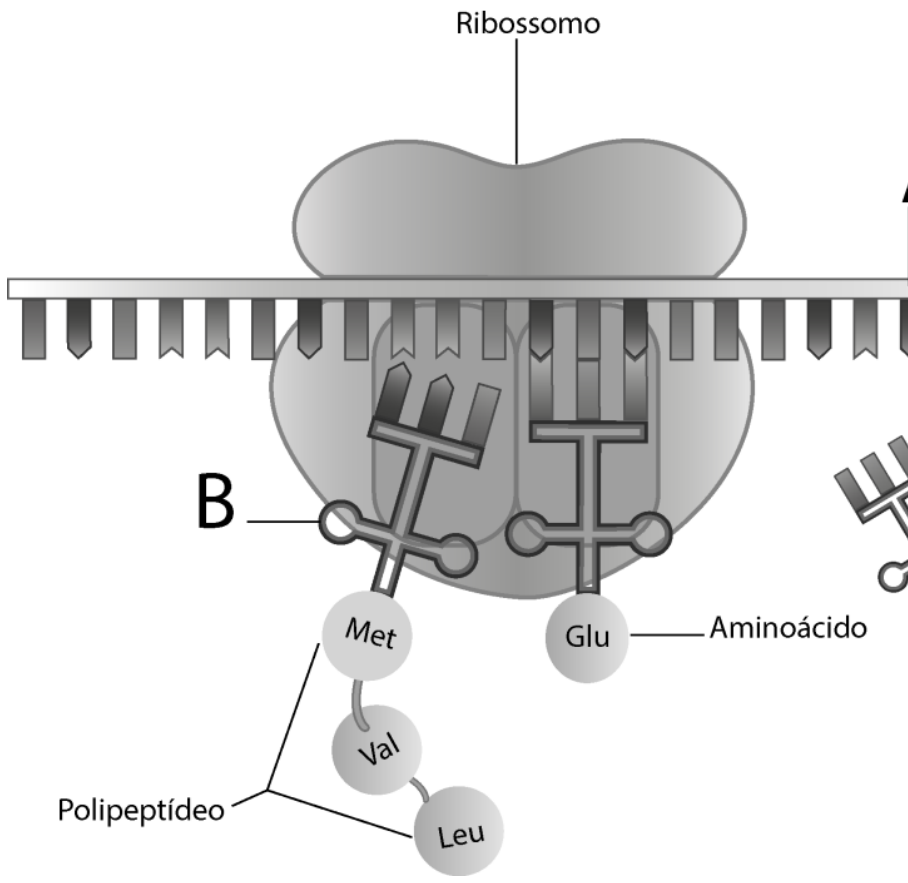 Esquema da tradução celular com um ribossomo acoplado a uma fita de RNA mensageiro (indicada pela letra A à direita). Dentro do ribossomo estão duas moléculas de RNA transportador (a da esquerda indicada pela letra B), ligadas a aminoácidos (Met e Glu). Do aminoácido Met estende-se uma cadeia polipeptídica contendo os aminoácidos Val e Leu.