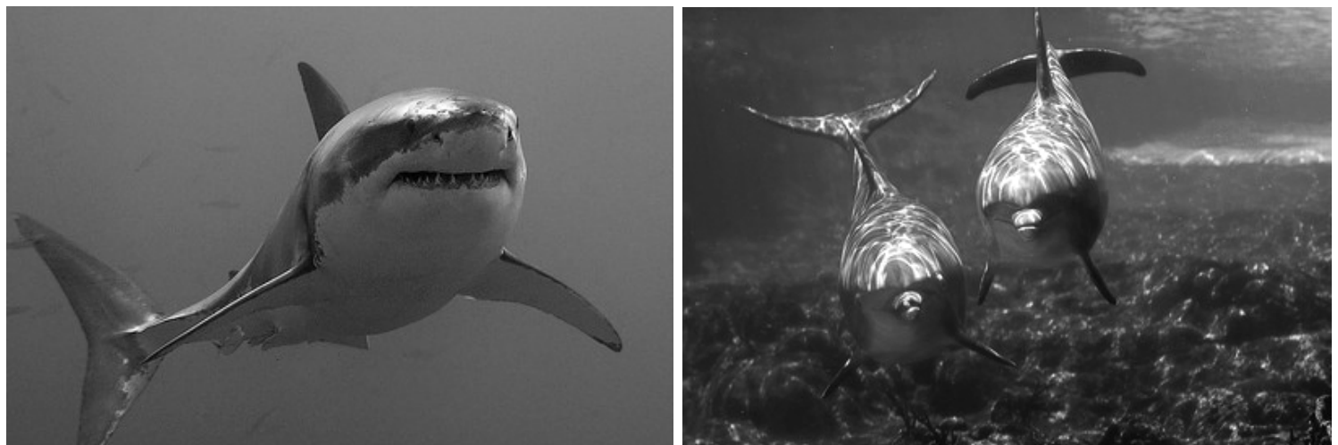 Fotografias comparativas de um tubarão (à esquerda) e de dois golfinhos (à direita) nadando, evidenciando o formato hidrodinâmico do corpo de ambos os animais.