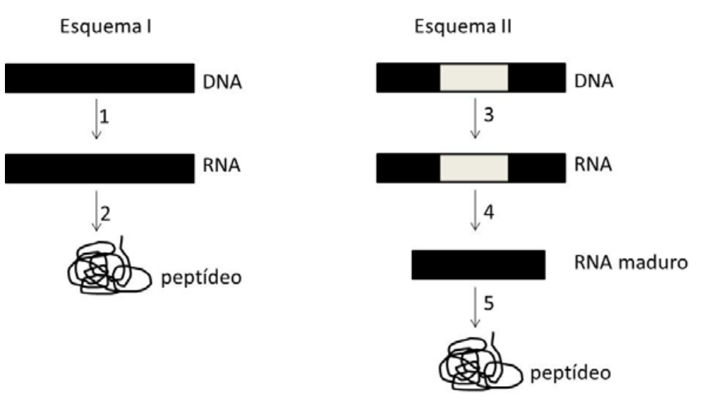 Esquemas I e II de expressão gênica. No Esquema I, uma fita de DNA representada por uma barra preta inteiriça gera, através da etapa 1, uma fita de RNA idêntica, que através da etapa 2 gera um peptídeo enovelado. No Esquema II, o DNA possui extremidades pretas e uma região central branca; através da etapa 3 gera um RNA com a mesma configuração; a etapa 4 resulta em um RNA maduro contendo apenas a fita preta sem a região central branca; a etapa 5 leva à formação do peptídeo.