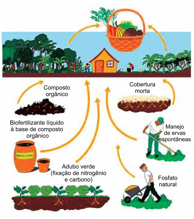 Esquema ilustrativo com práticas agrícolas sustentáveis envolvendo uma propriedade rural com diversos cultivos e habitação, uma cesta de alimentos e setas circulares conectando diferentes técnicas de manejo do solo: composto orgânico, biofertilizante líquido à base de composto orgânico, adubo verde (fixação de nitrogênio e carbono), cobertura morta, manejo de ervas espontâneas e fosfato natural.