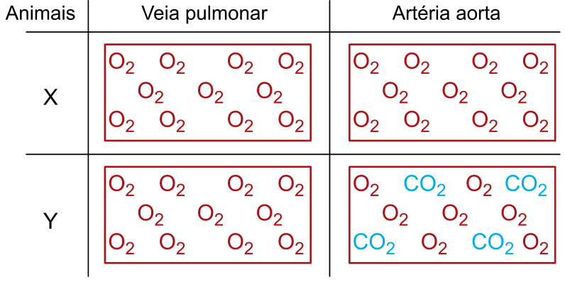 F1 Tabela esquemática com a concentração de gases respiratórios (O2 e CO2) na veia pulmonar e na artéria aorta para os animais X e Y. No animal X, tanto a veia pulmonar quanto a artéria aorta contêm apenas moléculas de O2. No animal Y, a veia pulmonar contém apenas O2, enquanto a artéria aorta contém uma mistura de moléculas de O2 e CO2.
