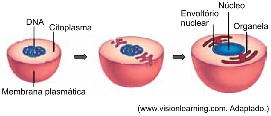 Esquema em três etapas ilustrando o surgimento do envoltório nuclear e de organelas membranosas a partir da invaginação da membrana plasmática. A primeira etapa mostra uma célula ancestral com DNA, citoplasma e membrana plasmática; a segunda mostra a membrana sofrendo invaginações para o interior; a terceira mostra a célula resultante com núcleo envolto por envoltório nuclear e uma organela membranosa indicada (retículo endoplasmático).
