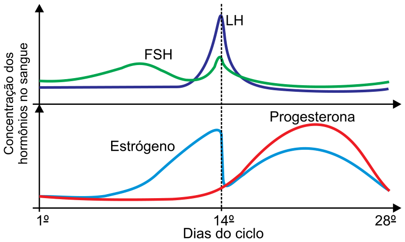 F1 Gráficos da concentração sanguínea de hormônios ao longo dos dias do ciclo menstrual (1º ao 28º dia). No gráfico superior, as curvas de FSH e LH mostram um pico conjunto por volta do 14º dia, com o LH atingindo o nível mais elevado. No gráfico inferior, a curva de estrógeno cresce na primeira fase, caindo bruscamente no 14º dia e subindo novamente na fase lútea; a curva de progesterona mantém-se baixa na primeira fase e apresenta um pico elevado na segunda metade do ciclo. Uma linha vertical tracejada demarca o 14º dia.