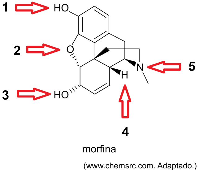 F1 Fórmula estrutural da molécula de morfina com cinco setas vermelhas numeradas de 1 a 5: 1 aponta para o grupo hidroxila fenólico; 2 aponta para o átomo de oxigênio da ponte éter; 3 aponta para a hidroxila alifática em cunha tracejada; 4 aponta para a ligação dupla do anel insaturado; 5 aponta para o átomo de nitrogênio da amina terciária ligada a um grupo metil.