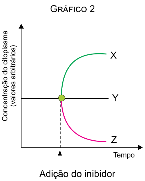 Gráfico 2: Concentração do citoplasma em função do tempo, mostrando uma linha inicialmente constante até a adição do inibidor, de onde partem as curvas X (crescente), Y (constante) e Z (decrescente)