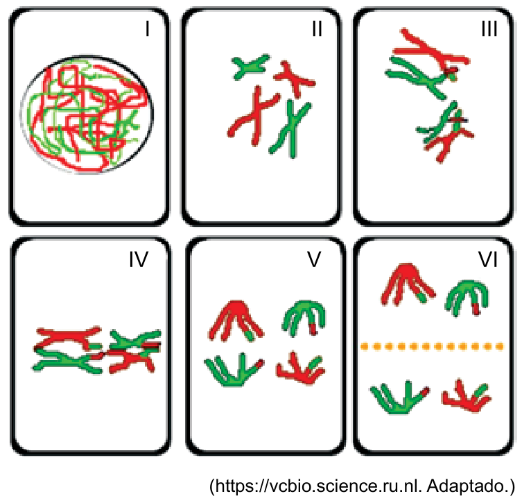 Seis quadros, numerados de I a VI, ilustrando as fases da divisão celular meiótica em uma célula vegetal com pares de cromossomos em vermelho e verde, mostrando emparelhamento, crossing-over, segregação dos cromossomos homólogos e formação da placa celular ao centro na telófase.