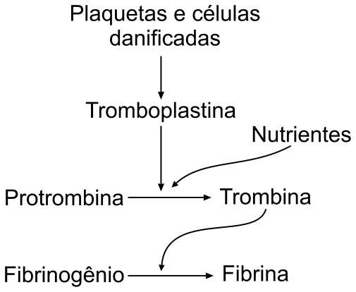 Esquema de reações da coagulação sanguínea com conversão de protrombina em trombina e fibrinogênio em fibrina