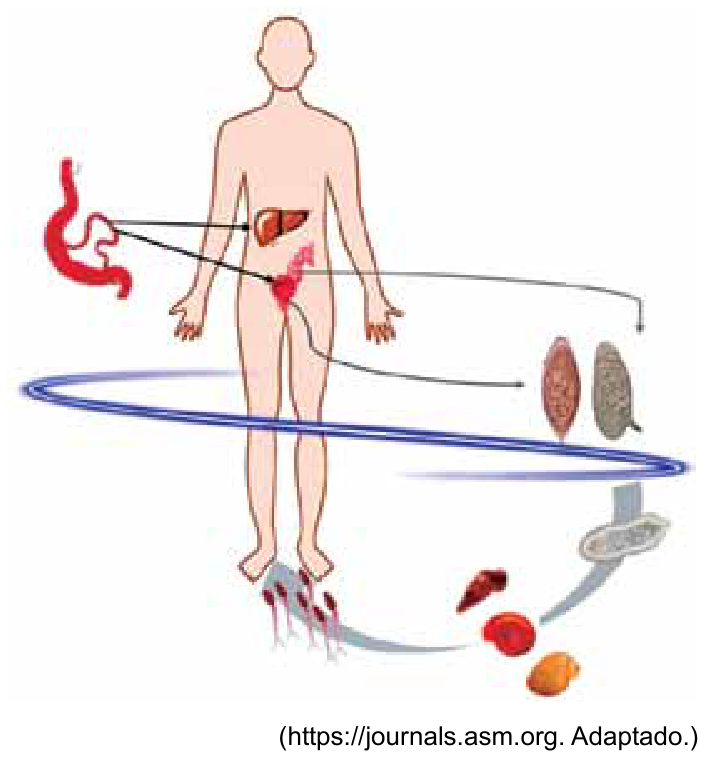 F1 Esquema do ciclo de vida do Schistosoma mansoni, mostrando o ser humano como hospedeiro definitivo, a penetração de cercárias pela pele dos pés, a localização dos vermes adultos no sistema vascular associado ao fígado e intestino, a eliminação de ovos com espículo, a fase de miracídio e o caramujo como hospedeiro intermediário que libera novas cercárias na água.