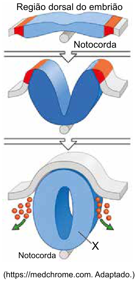 F1 Esquema em três etapas ilustrando a neurulação em corte transversal na região dorsal do embrião de um cordado. Na primeira etapa, vê-se a placa neural com a notocorda logo abaixo. Na segunda etapa, ocorre o dobramento formando a goteira neural e as pregas neurais. Na terceira etapa, há a formação do tubo neural oco, cuja parede está indicada pela letra X, células da crista neural migrando lateralmente e a notocorda abaixo.