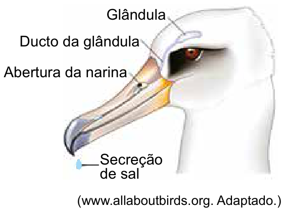 Ilustração da cabeça de uma ave marinha apontando a glândula na região acima do olho, o ducto da glândula descendo até a abertura da narina e uma gota na ponta do bico identificada como "Secreção de sal".