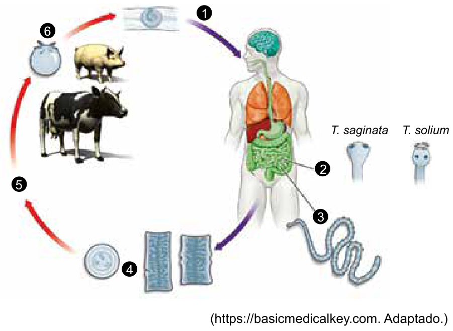 F1 Esquema ilustrando o ciclo de vida das tênias (Taenia saginata e Taenia solium). À direita, um corpo humano adulto ilustrando o trato digestório, com a indicação 2 no intestino delgado e 3 apontando para o verme adulto na forma de fita, além de ilustrações do escólex de T. saginata e T. solium. O número 1 indica a ingestão de tecido muscular contendo cisticerco pelo ser humano. O número 4 mostra a liberação de proglotes e ovos. O número 5 aponta para a ingestão desses ovos pelos hospedeiros intermediários (boi e porco). O número 6 representa a formação do cisticerco na musculatura desses animais.