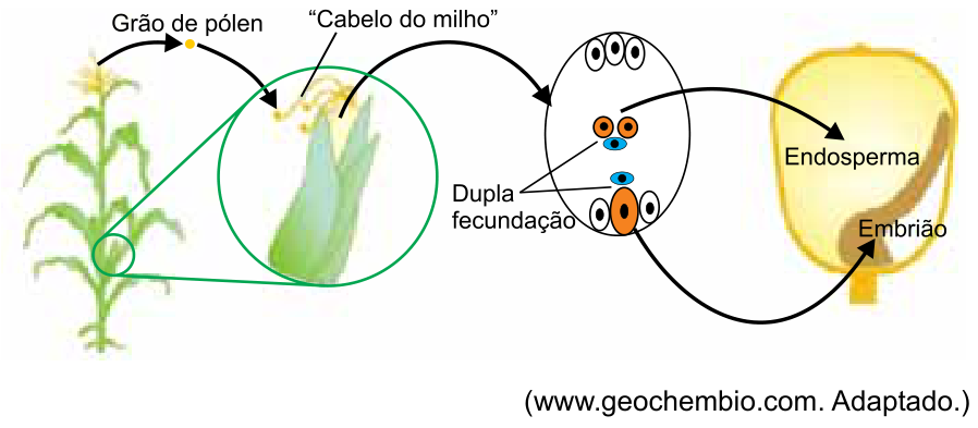 Esquema da reprodução do milho mostrando a planta com o pendão (liberando o grão de pólen) e a espiga jovem em destaque circular com o "cabelo do milho"; do estigma/estilete ("cabelo do milho"), uma seta indica o saco embrionário onde ocorre a dupla fecundação, que origina o endosperma e o embrião da semente do milho.