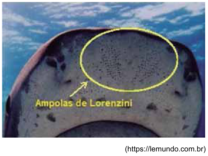F1 Vista ventral do focinho de um tubarão destacando em uma elipse amarela a região com pequenos pontos escuros (poros das ampolas de Lorenzini), apontada por uma seta amarela com a legenda Ampolas de Lorenzini.
