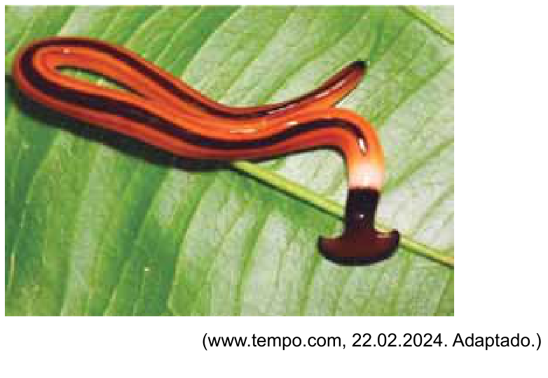 Fotografia de um verme-cabeça-de-martelo repousando sobre uma folha verde. O animal tem corpo achatado de cor alaranjada com listras escuras longitudinais e extremidade anterior expandida em formato característico de martelo ou leque de cor marrom-escura.