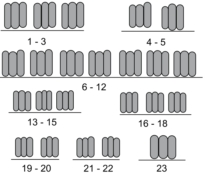 Idiograma com cromossomos agrupados em trios, distribuídos em grupos numerados de 1 a 23: 1 - 3, 4 - 5, 6 - 12, 13 - 15, 16 - 18, 19 - 20, 21 - 22 e 23, totalizando 23 conjuntos de três cromossomos cada
