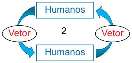 Diagrama do ciclo 2 de transmissão entre humanos mediada por vetor