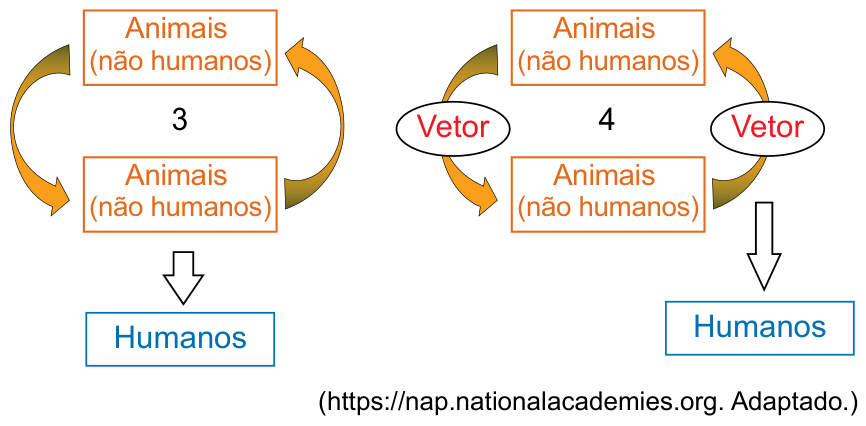 Diagramas dos ciclos 3 e 4: ciclo 3 de transmissão direta entre animais não humanos e destes para humanos; ciclo 4 mediado por vetor entre animais não humanos e para humanos