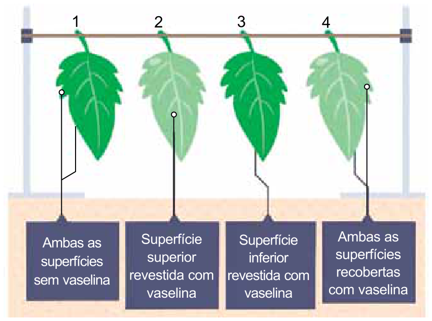 Quatro folhas penduradas em um varal horizontal e submetidas a diferentes tratamentos: a folha 1 tem ambas as superfícies sem vaselina; a folha 2 tem a superfície superior revestida com vaselina; a folha 3 tem a superfície inferior revestida com vaselina; a folha 4 tem ambas as superfícies recobertas com vaselina.