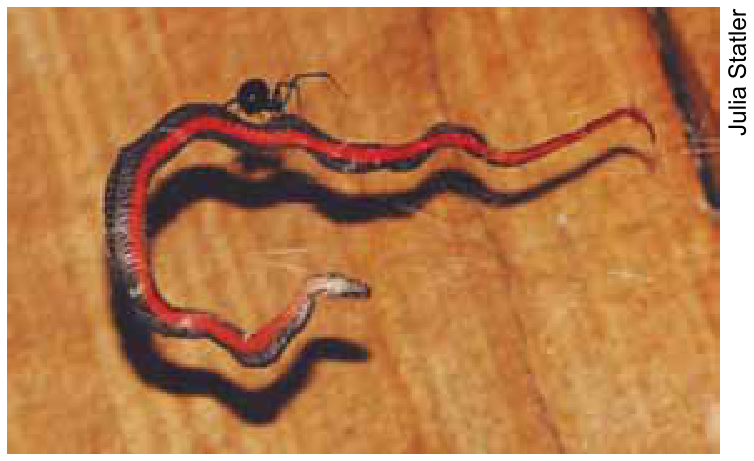 Fotografia de uma aranha viúva-negra predando uma cobra sobre uma superfície de madeira.