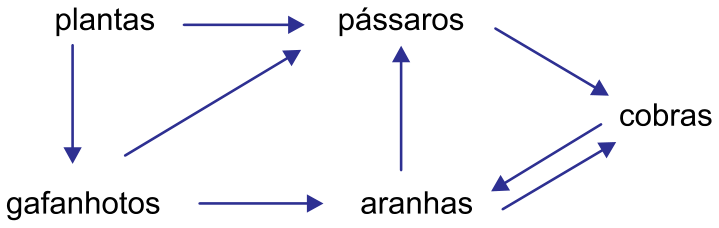 Diagrama de teia alimentar com setas indicando o fluxo de matéria e energia: plantas para gafanhotos e pássaros; gafanhotos para pássaros e aranhas; aranhas para pássaros; pássaros para cobras; e fluxo bidirecional com setas duplas entre aranhas e cobras.