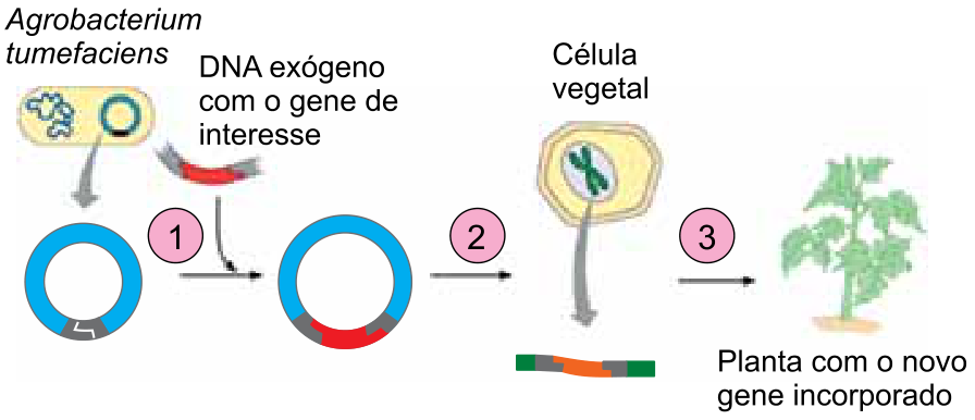 Esquema da produção de planta transgênica: da bactéria Agrobacterium tumefaciens extrai-se o plasmídeo, que na etapa 1 recebe o DNA exógeno com o gene de interesse cortado; o plasmídeo recombinante resultante é inserido, na etapa 2, em uma célula vegetal, onde o gene se integra ao DNA cromossômico vegetal; na etapa 3, a célula vegetal desenvolve-se formando uma planta completa com o novo gene incorporado.