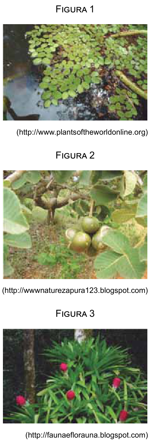 F1 Três fotografias de espécies vegetais: Figura 1, folhas de salvínia flutuando na água; Figura 2, frutos e folhas de pequizeiro em um galho; Figura 3, touceira de bromélias com inflorescências avermelhadas.