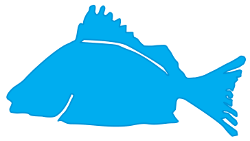 Silhueta de um peixe em azul