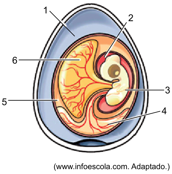 Esquema das estruturas internas e anexos embrionários de um ovo embrionado de galinha, apontando com setas numeradas de 1 a 6: 1 (clara/albúmen), 2 (câmara amniótica com líquido amniótico), 3 (embrião), 4 (alantoide), 5 (câmara de ar/espaço celomático) e 6 (saco vitelínico).