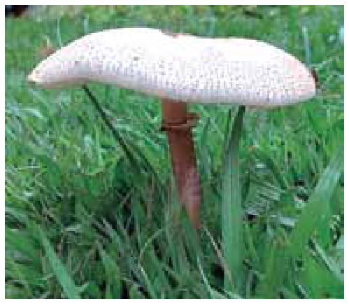 Fotografia de um cogumelo de chapéu esbranquiçado e haste marrom crescendo no gramado.
