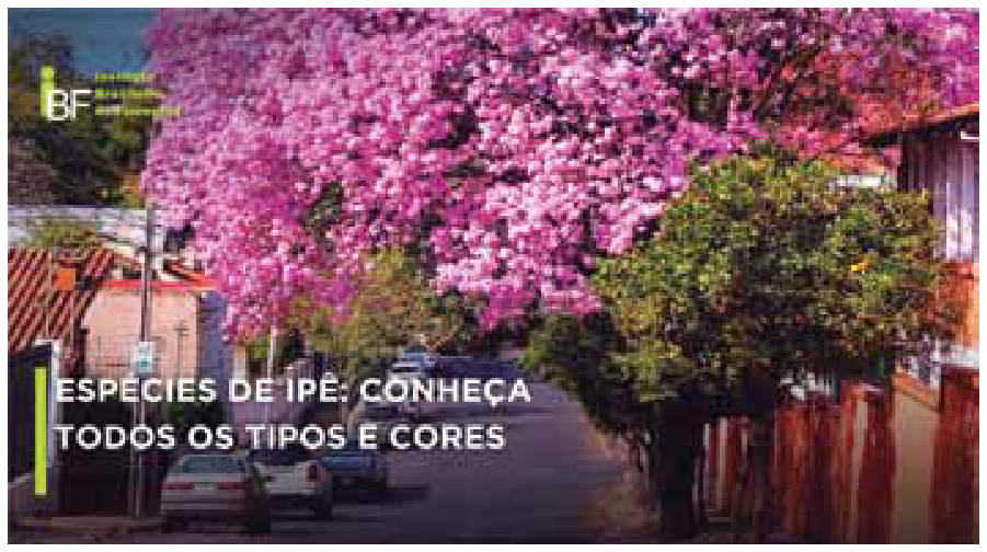 Fotografia de rua residencial arborizada com árvores de ipê floridas em cor rosa, com carros estacionados e casas ao fundo. No canto superior esquerdo há o logotipo do IBF - Instituto Brasileiro de Florestas, e no canto inferior esquerdo lê-se: "ESPÉCIES DE IPÊ: CONHEÇA TODOS OS TIPOS E CORES".