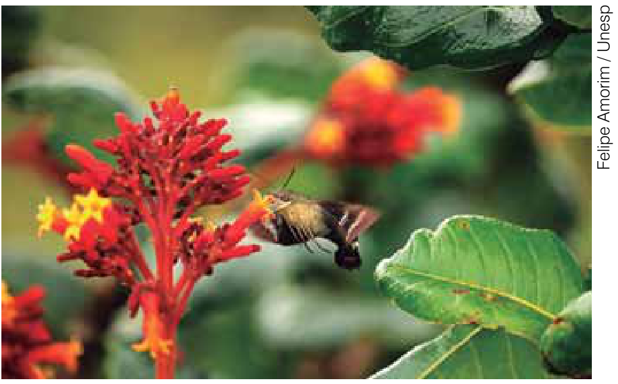 Mariposa Aellopos fadus em voo se alimentando de uma flor vermelha