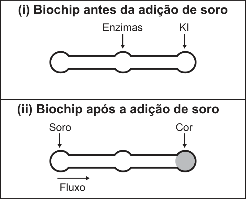 Esquema ilustrando o funcionamento do biochip: em (i) Biochip antes da adição de soro, é apresentado um canal com três cavidades (poços), com setas indicando Enzimas na cavidade intermediária e KI na cavidade da direita; em (ii) Biochip após a adição de soro, o Soro é inserido na cavidade da esquerda, havendo uma seta para a direita indicando Fluxo, e a cavidade da direita se encontra preenchida em cinza, apontada por uma seta com a palavra Cor.