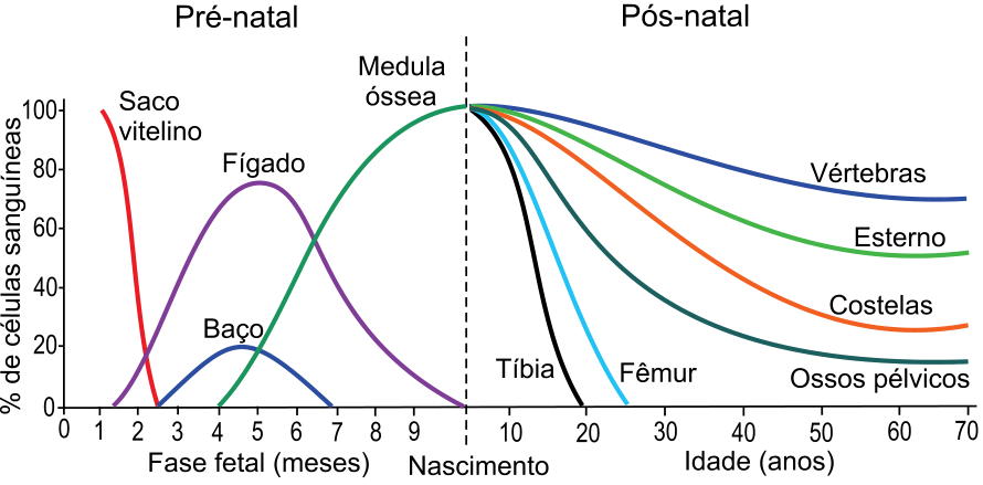 F2 Gráfico de linhas da porcentagem de células sanguíneas produzidas nas fases pré-natal e pós-natal. O eixo vertical, “% de células sanguíneas”, vai de 0 a 100. O eixo horizontal apresenta “Fase fetal (meses)”, de 0 a 9, e “Idade (anos)”, de 10 a 70, separados por uma linha vertical tracejada em “Nascimento”. Na fase pré-natal, a curva do saco vitelino cai de aproximadamente 100% no primeiro mês a zero entre o segundo e o terceiro mês; a do fígado sobe até cerca de 75% no quinto mês e cai a zero no nascimento; a do baço atinge cerca de 20% entre o quarto e o quinto mês e cai a zero no sétimo mês; a da medula óssea sobe a partir do quarto mês até 100% no nascimento. Na fase pós-natal, as curvas partem de 100% no nascimento: a da tíbia cai a zero por volta dos 20 anos e a do fêmur, por volta dos 25 anos; as dos ossos pélvicos, costelas, esterno e vértebras diminuem e chegam aos 70 anos com aproximadamente 15%, 27%, 52% e 70%, respectivamente.