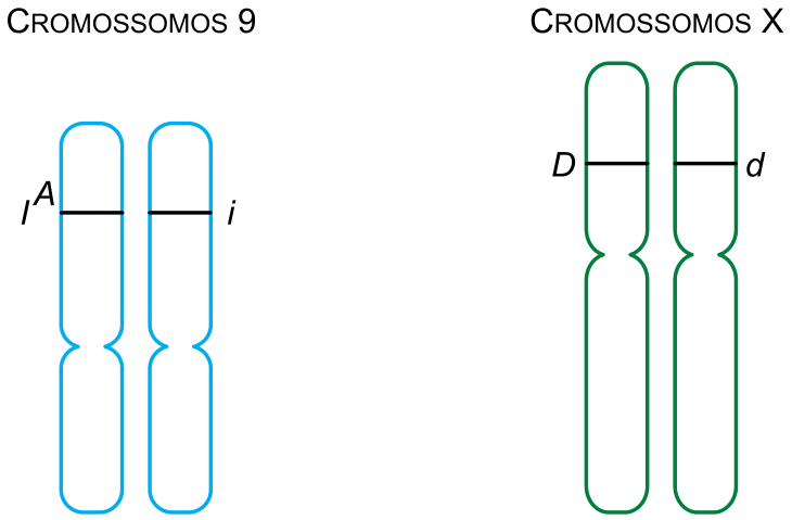 Esquema de dois pares de cromossomos: à esquerda, os "Cromossomos 9" com indicação dos alelos Iᴬ e i; à direita, os "Cromossomos X" com indicação dos alelos D e d.