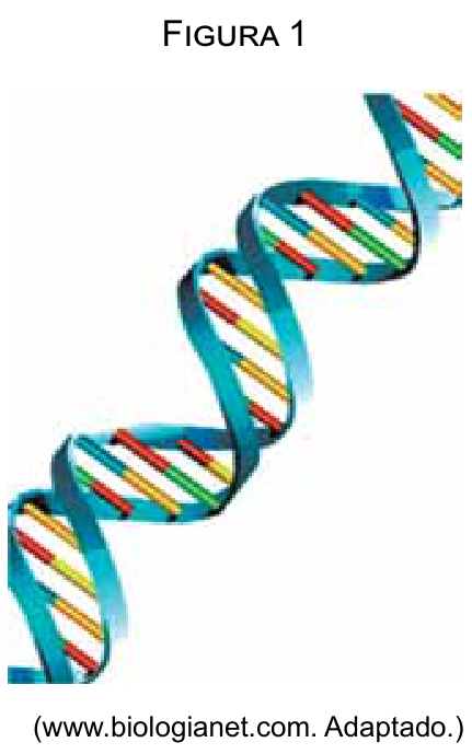Molécula de DNA em formato de dupla hélice.
