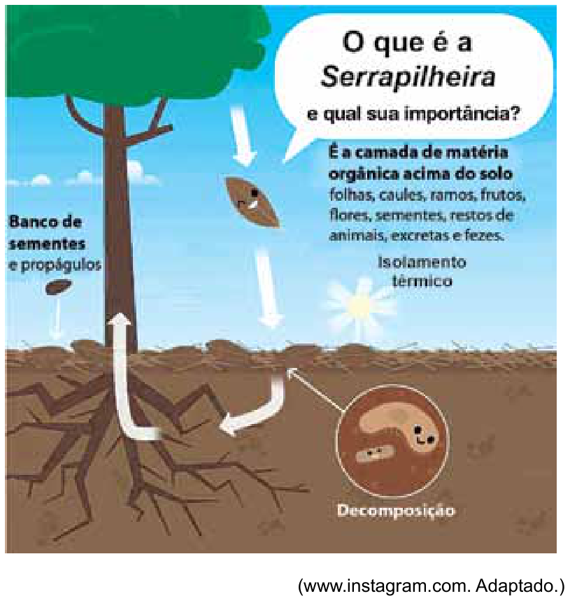 Ilustração didática com uma árvore, o solo e a camada de serrapilheira, destacando textos como "O que é a Serrapilheira e qual sua importância?", "É a camada de matéria orgânica acima do solo", "Banco de sementes e propágulos", "Isolamento térmico" e um círculo com microrganismos indicando "Decomposição", além de setas representando o ciclo de nutrientes.